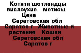 Котята шотландцы, вислоухие,  метисы. › Цена ­ 1 500 - Саратовская обл., Саратов г. Животные и растения » Кошки   . Саратовская обл.,Саратов г.